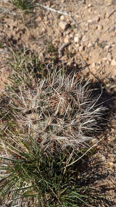 Sclerocactus spinosior, photographed by Andrew Dudley
