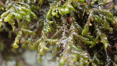 Porella platyphylla, photographed by John Abrams