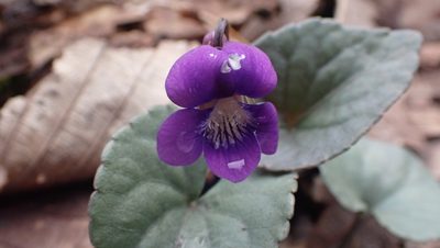 Viola hirsutula, photographed by John Abrams