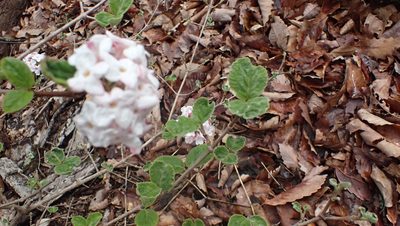 Viburnum carlesii, photographed by John Abrams