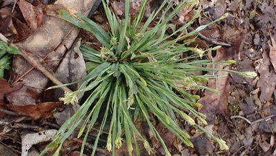 Carex platyphylla, photographed by John Abrams