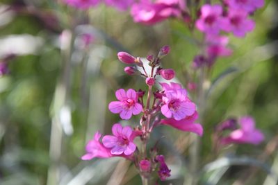 Penstemon parryi, photographed by Mike Ostrowski