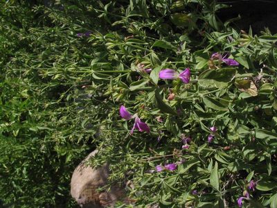 Dicliptera tomentosa, photographed by cstobie