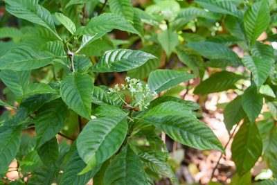 Psychotria nervosa, photographed by Jay Pruett