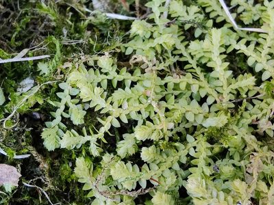 Selaginella apoda, photographed by Gus