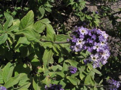 Heliotropium arborescens, photographed by cstobie
