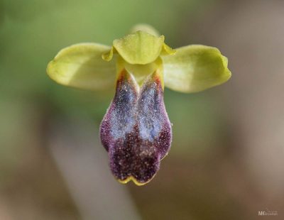 Ophrys fusca, photographed by Mourad Harzallah