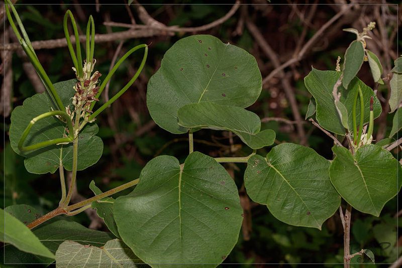 Mandevilla pentlandiana, photographed by RAP