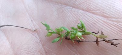 Lysimachia linum-stellatum, photographed by Santiago Martín-Bravo