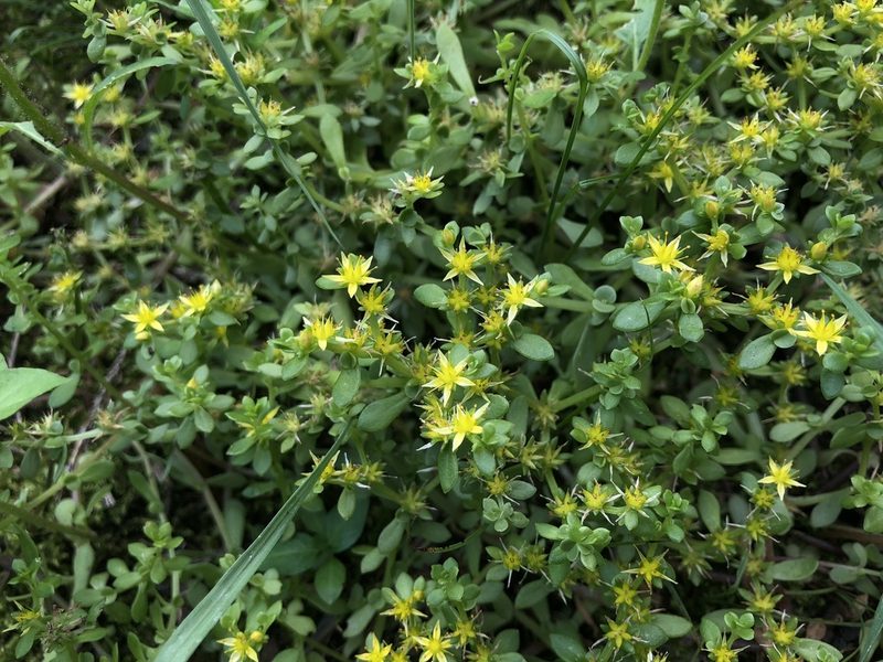Sedum bulbiferum, photographed by Cheng-Tao Lin