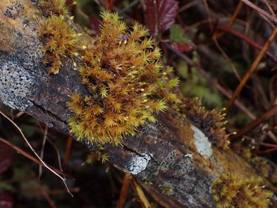 Orthotrichum pulchellum, photographed by Randal