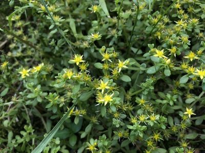 Sedum bulbiferum, photographed by Cheng-Tao Lin