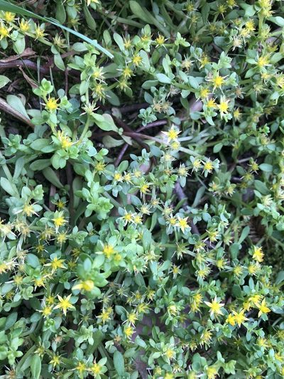 Sedum bulbiferum, photographed by Cheng-Tao Lin