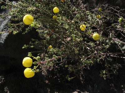 Calceolaria inamoena, photographed by cstobie