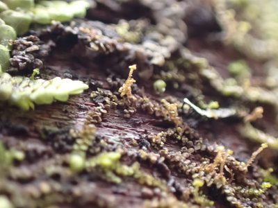 Frullania bolanderi, photographed by Randal