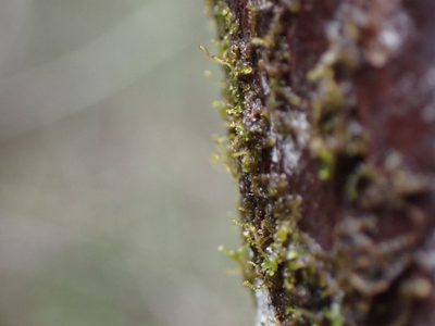 Frullania bolanderi, photographed by Randal