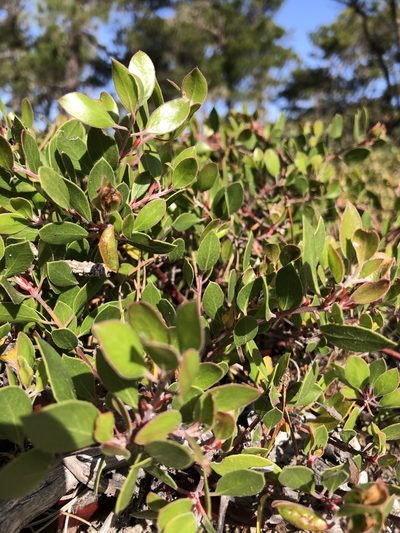 Arctostaphylos hookeri, photographed by Annabelle McCarthy
