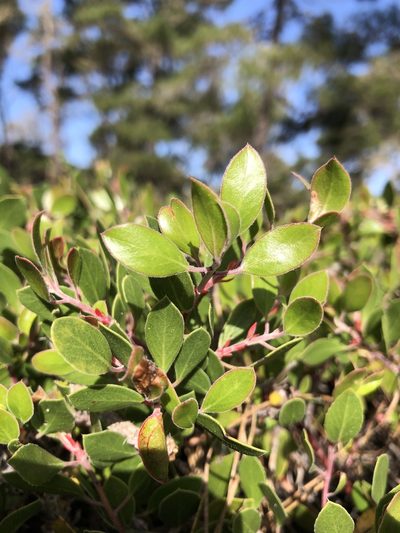 Arctostaphylos hookeri, photographed by Annabelle McCarthy