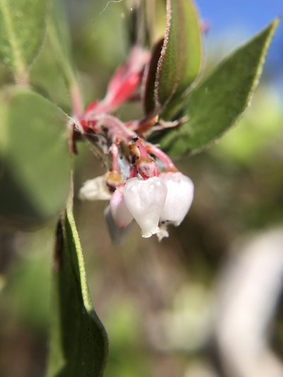 Arctostaphylos hookeri, photographed by Annabelle McCarthy