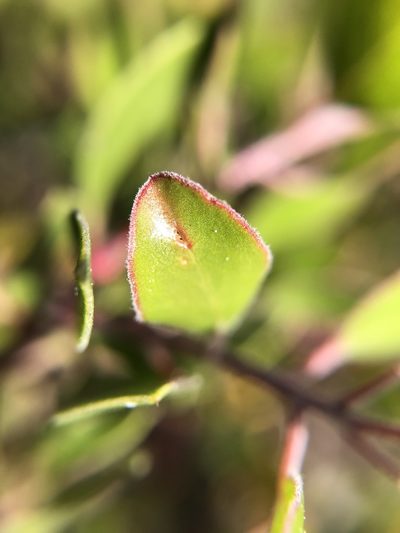 Arctostaphylos hookeri, photographed by Annabelle McCarthy