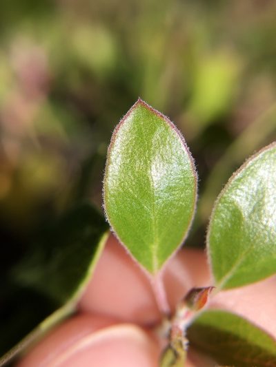 Arctostaphylos hookeri, photographed by Annabelle McCarthy