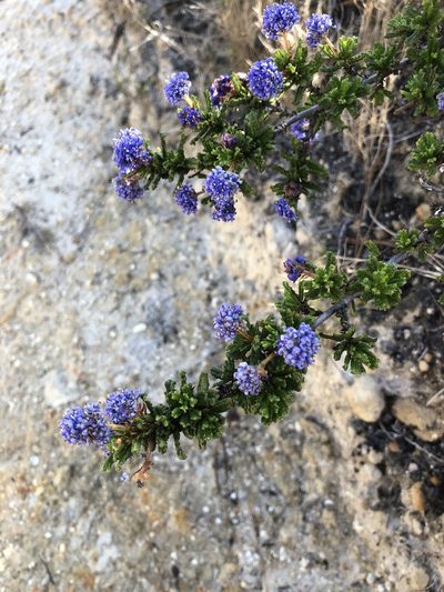 Ceanothus dentatus, photographed by Annabelle McCarthy