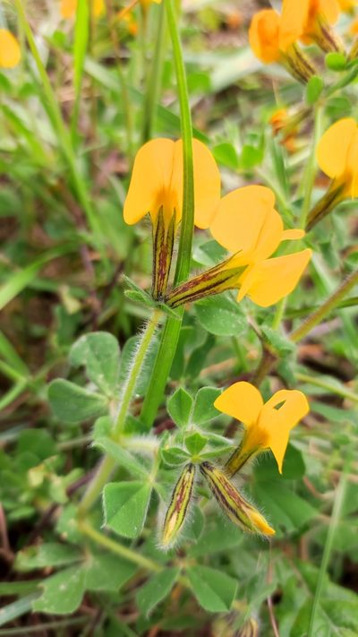 Lotus biflorus, photographed by Crap Fou