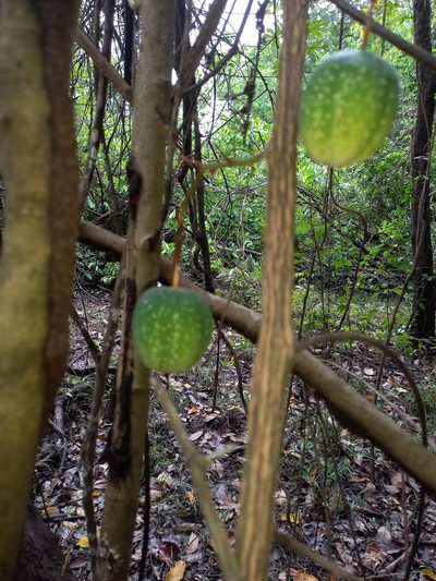 Passiflora quadriglandulosa, photographed by Vincent A. Vos