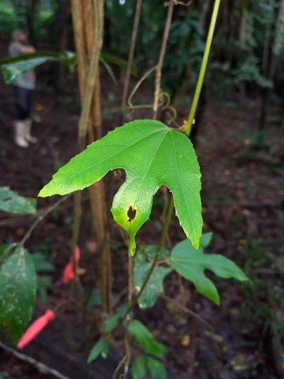 Passiflora quadriglandulosa, photographed by Vincent A. Vos