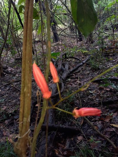 Passiflora quadriglandulosa, photographed by Vincent A. Vos