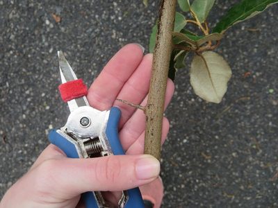 Elaeagnus pungens, photographed by Nonbinary-Naturalist