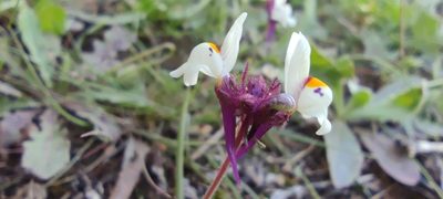 Linaria amethystea, photographed by Santiago Martín-Bravo