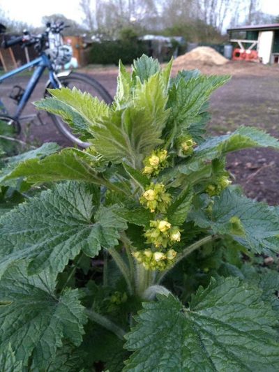 Scrophularia vernalis, photographed by Karen Fry