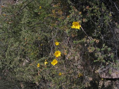 Balbisia verticillata, photographed by cstobie
