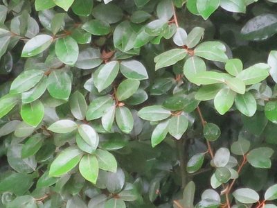 Elaeagnus pungens, photographed by Nonbinary-Naturalist
