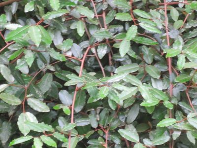 Elaeagnus pungens, photographed by Nonbinary-Naturalist