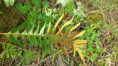Polypodium cambricum, photographed by hecklemore
