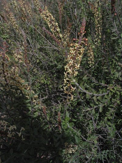 Mulguraea arequipensis, photographed by cstobie