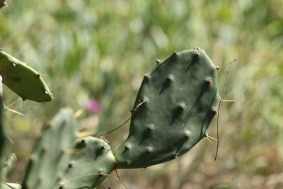 Opuntia stricta, photographed by Greg Tasney