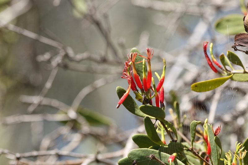 Lysiana maritima, photographed by Greg Tasney