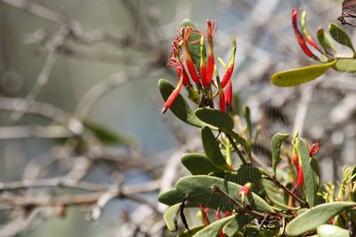 Lysiana maritima, photographed by Greg Tasney