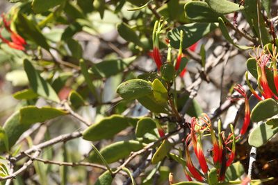 Lysiana maritima, photographed by Greg Tasney