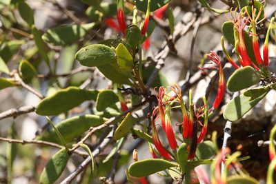 Lysiana maritima, photographed by Greg Tasney