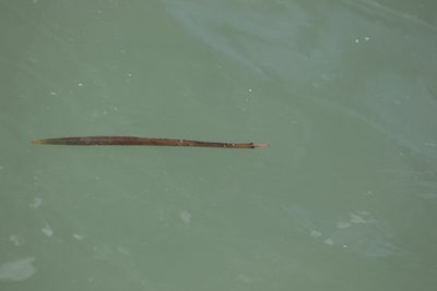 Rhizophora stylosa, photographed by Greg Tasney