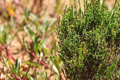 Tecticornia halocnemoides, photographed by Greg Tasney