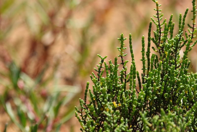 Tecticornia halocnemoides, photographed by Greg Tasney