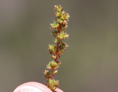 Crassula tillaea, photographed by Millie Basden