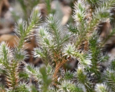 Selaginella rupincola, photographed by Roger Rittmaster