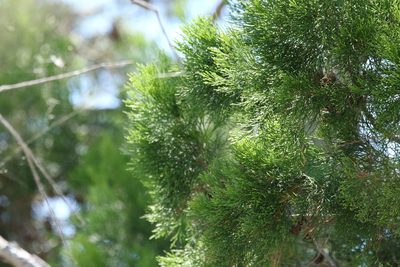 Callitris columellaris, photographed by Greg Tasney