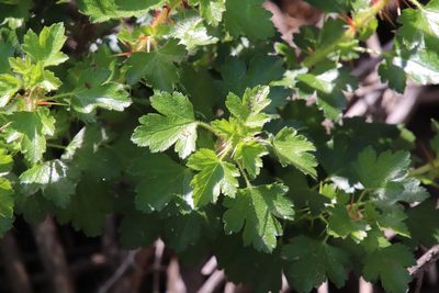 Ribes speciosum, photographed by Millie Basden
